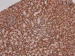 Phospho-RET (Tyr1096) Antibody in Immunohistochemistry (Paraffin) (IHC (P))