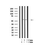 Phospho-SMAD2 (Ser255) Antibody in Western Blot (WB)