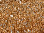 Phospho-MAP4 (Ser696) Antibody in Immunohistochemistry (Paraffin) (IHC (P))