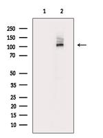 Phospho-MLK3 (Thr277, Ser281) Antibody in Western Blot (WB)