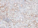 Phospho-TGFBR3 (Thr843) Antibody in Immunohistochemistry (Paraffin) (IHC (P))