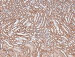 Phospho-TGFBR3 (Thr843) Antibody in Immunohistochemistry (Paraffin) (IHC (P))