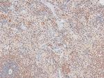 Phospho-TGFBR3 (Thr843) Antibody in Immunohistochemistry (Paraffin) (IHC (P))