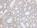 Phospho-p300 (Ser1834) Antibody in Immunohistochemistry (Paraffin) (IHC (P))