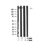 Phospho-p300 (Ser1834) Antibody in Western Blot (WB)