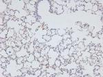 Phospho-KIF1C (Ser1092) Antibody in Immunohistochemistry (Paraffin) (IHC (P))