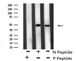 Phospho-ATF4 (Ser219) Antibody in Western Blot (WB)