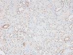 Phospho-Caspase 8 (Tyr448) Antibody in Immunohistochemistry (Paraffin) (IHC (P))