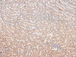 Phospho-Caspase 8 (Tyr448) Antibody in Immunohistochemistry (Paraffin) (IHC (P))