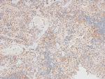 Phospho-Caspase 8 (Tyr448) Antibody in Immunohistochemistry (Paraffin) (IHC (P))