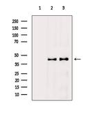 Phospho-CREB (Ser111) Antibody in Western Blot (WB)