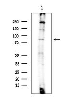Phospho-STAT4 (Ser721) Antibody in Western Blot (WB)