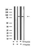 Phospho-BRSK2 (Thr260) Antibody in Western Blot (WB)