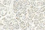 Phospho-DYRK1A/DYRK1B (Tyr321, Tyr273) Antibody in Immunohistochemistry (Paraffin) (IHC (P))