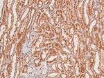 Phospho-EphA8 (Tyr839) Antibody in Immunohistochemistry (Paraffin) (IHC (P))