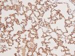 Phospho-EphA8 (Tyr839) Antibody in Immunohistochemistry (Paraffin) (IHC (P))