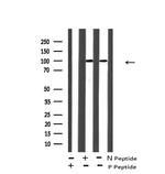 Phospho-EphA8 (Tyr839) Antibody in Western Blot (WB)