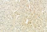 Phospho-FGFR2 (Tyr769) Antibody in Immunohistochemistry (Paraffin) (IHC (P))