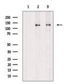 Phospho-HIPK1/HIPK2/HIPK3 (Tyr352, Tyr361, Tyr359) Antibody in Western Blot (WB)