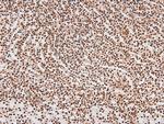 Phospho-JAK2/JAK3 (Tyr966, Tyr939) Antibody in Immunohistochemistry (Paraffin) (IHC (P))