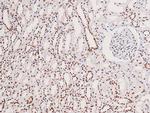 Phospho-JAK3 (Tyr904) Antibody in Immunohistochemistry (Paraffin) (IHC (P))