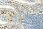 Phospho-LATS1/LATS2 (Ser909, Ser872) Antibody in Immunohistochemistry (Paraffin) (IHC (P))