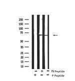 Phospho-LKB1 (Ser334) Antibody in Western Blot (WB)