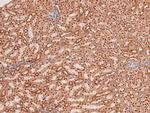 Phospho-MNK1 (Thr250) Antibody in Immunohistochemistry (Paraffin) (IHC (P))