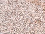 Phospho-MNK1 (Thr250) Antibody in Immunohistochemistry (Paraffin) (IHC (P))