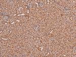 Phospho-ARK5 (Ser600) Antibody in Immunohistochemistry (Paraffin) (IHC (P))