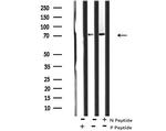 Phospho-ARK5 (Ser600) Antibody in Western Blot (WB)