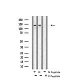 Phospho-SIK1/SIK2/SIK3 (Thr182, Thr175, Thr221) Antibody in Western Blot (WB)