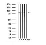 Phospho-RSK3 (Thr356) Antibody in Western Blot (WB)