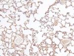 Phospho-RSK3 (Ser360) Antibody in Immunohistochemistry (Paraffin) (IHC (P))