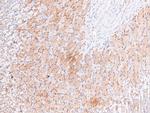 Phospho-RSK3 (Ser360) Antibody in Immunohistochemistry (Paraffin) (IHC (P))