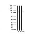 Phospho-RSK3 (Ser360) Antibody in Western Blot (WB)