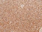 Phospho-SIK1 (Thr182) Antibody in Immunohistochemistry (Paraffin) (IHC (P))