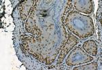 Phospho-TBK1 (Ser172) Antibody in Immunohistochemistry (Paraffin) (IHC (P))