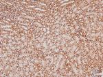 Phospho-LAT (Tyr161) Antibody in Immunohistochemistry (Paraffin) (IHC (P))