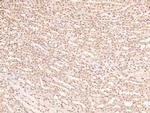 Phospho-eIF2b epsilon (Ser540) Antibody in Immunohistochemistry (Paraffin) (IHC (P))