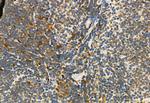 Phospho-ERK1/ERK2 (Thr202, Tyr204, Thr185, Tyr187) Antibody in Immunohistochemistry (Paraffin) (IHC (P))