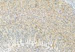 Phospho-ERK1/ERK2 (Thr202, Tyr204, Thr185, Tyr187) Antibody in Immunohistochemistry (Paraffin) (IHC (P))