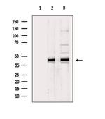 Phospho-ERK1/ERK2 (Thr202, Tyr204, Thr185, Tyr187) Antibody in Western Blot (WB)