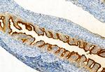 Phospho-FGFR Pan (Tyr653, Tyr654) Antibody in Immunohistochemistry (Paraffin) (IHC (P))