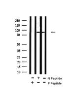 Phospho-FGFR Pan (Tyr653, Tyr654) Antibody in Western Blot (WB)