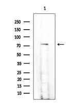 Phospho-GAB2 (Tyr614) Antibody in Western Blot (WB)