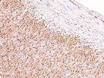 Phospho-alpha Dystroglycan (Tyr892) Antibody in Immunohistochemistry (Paraffin) (IHC (P))