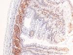 Phospho-Androgen Receptor (Tyr269) Antibody in Immunohistochemistry (Paraffin) (IHC (P))