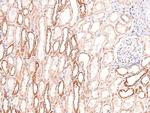 Phospho-Annexin A1 (Tyr21) Antibody in Immunohistochemistry (Paraffin) (IHC (P))