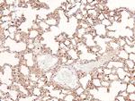 Phospho-Annexin A1 (Tyr21) Antibody in Immunohistochemistry (Paraffin) (IHC (P))